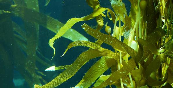 海藻可以作为纸张和包装的替代纤维来源吗?